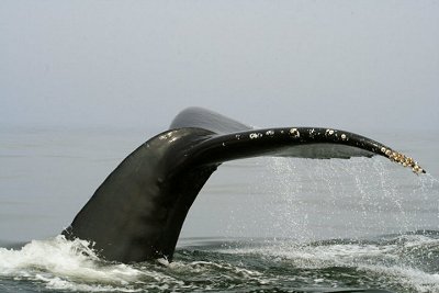 The Gray Whales are just about to begin their 13,000 km. migration. Humpback Whales are around most of the summer feeding on creel and are spectacular to watch from a distance.