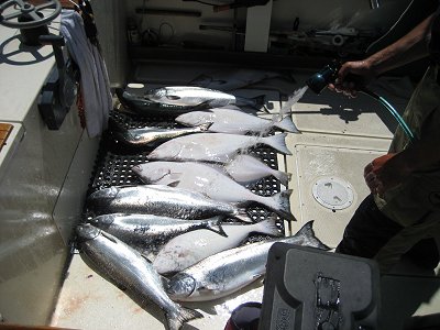 The salmon and the early season (July) halibut fishing was very good in the summer of 2011.  We are expecting good returns of salmon to the southern watersheds and also to the Pacific Rim areas this summer.  The sport fishing is expected to be once again very good.  Steve from Vancouver B.C. and his group of three friends did extremely well with Guide John of Slivers Charters Salmon Sport Fishing.