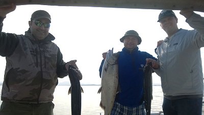 These three fisher men had a great day out in Barkley Sound with Slivers Charters salmon Sport Fishing guide John.  The three had a triple header of Chinook salmon at Cree Isalnd.  The fish weighed from eleven to fifteen pounds.  This was the trios first ever fishing experience