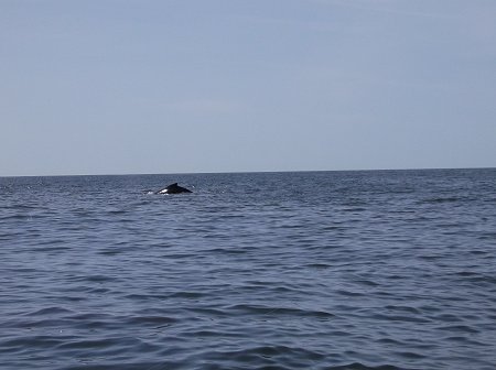 Humpback Whales are a common occurrence when fishing offshore or in Barkley Sound