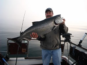 Perfect water and a good sized summer Chinook.  This fish hit anchovy in a green glow teaser head and came in at thirty five pounds.  Fish like this should be in good numbers offshore Ucluelet and Barkley Sound during the summer of 2013.