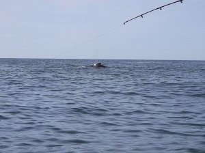 Fishing for salmon at this time of year can be wonderful if the weather is good.  Barkley Sound and the waters offshore from the surf line have been perfect weather days for the last five or six days.  A Gray Whale in the distance as we work the lines on a Feeder Chinook four miles offshore.  Barkley Sound and just offshore is one of those very scenic and wonderful places of British Columbia.   Guide is Ron is this picture