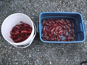 Prawn fishing has been decent in The Port Alberni Inlet and also in areas of Barkley Sound.  These prawns were all at the China Creek Wall in the Alberni Inlet.