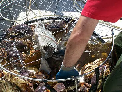 May and June are great months to fish on the west coast.   There are plenty of fishing opportuities in Barkley Sound and the Ucluelet area.   Guests can be treated to plenty of Seafood varities.  Crab in this picture as seen are very plentiful in the ocean.   Come to the West Coast and take part in a Seafood Safari.