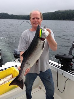 John from Michigan fished with Doug of Slivers Charters Salmon Sport Fishing in the second week of September and did very well fishing the Bamfield Wall. John and friend limited on Coho and under size (77cm) Chinook.  The salmon were hitting a variety of spoons, purple haze hootchies and bait.  This Coho weighed 16.9 pounds.