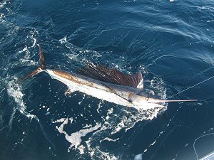 sailfish in water, florida