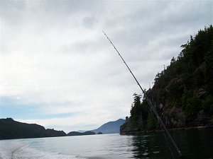 Besides some wonderful fishing in Barkley Sound and the Port Alberni Inlet the scenery and wildlife is extraordinary.  Picture by Slivers Charters Salmon Sport Fishing guest