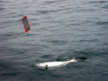 Guide Mike Marriott reeling in a 15 pounf Chinook April 3, 2008