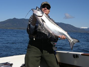 Fishing for Winter Chinook out of Ucluelet has been picking up.  Guest Bob and family from Grand Prarie Alberta spent two beautiful days on the Pacific fishing with guide Mike.  This 15 pound winter Chinook was picked up last Wednesday at  Great Bear.  Three other salmon weighing approximately the same were also landed.  The salmon were hitting a purple haze hootchie behind a purple haze flasher  Herring Strip in a chartreuse teaser head was also working very well.  The prawning and crabbing was also very good as was the weather.