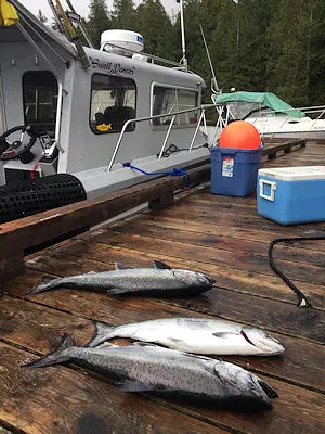 winter Chinook fishing in Barkley Sound has been relatively good in March
