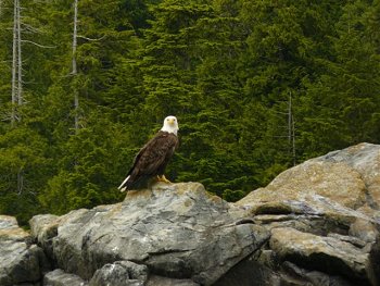 Fishing in Barkley Sound can be very exciting but the wildlife and many spectacular views of nature can also be just as good. This Picture was taken by Tom of the Cedarwood Lodge fishing with Doug of Slivers Charters Salmon Sport Fishing in Barkley Sound, Vancouver Island, British Columbia.