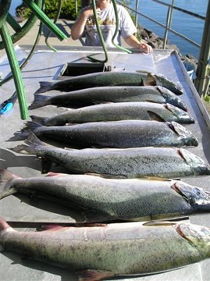 Barkley Sound Coho    Guests from Calgary had a great day with Doug from slivers Charters Salmon Sport Fishing.  Fish picked up in Barkley Sound and two in the inlet. Coho like this will be available in the Stamp River through November.  Call Doug of Slivers Charters for info.