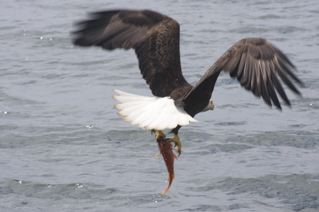Eagle catching salmon