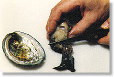 Trim the head, gills, and viscera. To do this lay the abalone the foot side down. Place the knife just forward of the point where the meat was attached to the shell and cut at a 45 degree angle down and forward.