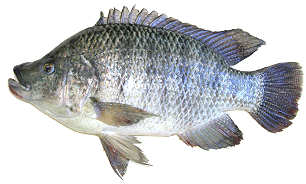 picture of a tilapia fish