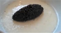 Cauliflower panna cotta with Caviar