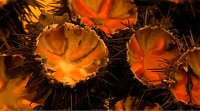 Sea Urchin Roe Pasta