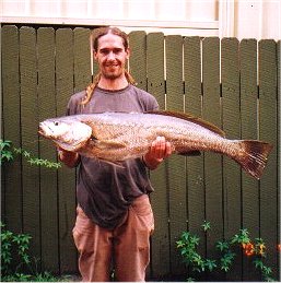 Shad Baker - Jewfish (mulloway)