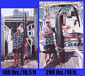 We just caught 2 HUGE Thresher Sharks off the coast of Newport Beach, CA, USA. Here's the details: 140 lb./10.5 ft Thresher Shark - Caught trolling 3 knots with a Rapala lure. 45 minutes to reel in - almost spooled the reel - had about 50 yards left, until we boated towards him. 280 lb./14 ft Thresher Shark - caught with a chum slick on a mackerel filet.