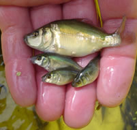 carp fry, baby carp, stocking carp fish