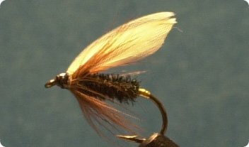 coachman wet fly trout fishing freshwater
