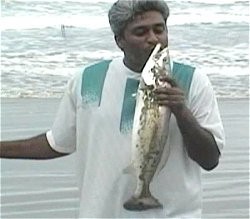 I live in Trinidad and Tobago...which is an island in the west indies. I caught this 5lb sea trout while surf fishing on the 20-04-04, on a beach called manzanilla bay..which is on the eastern coast of our island.
