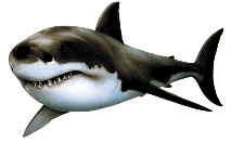 Great White Shark