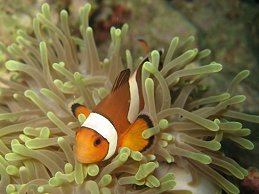 Diving in Thailand, clown fish in anenome