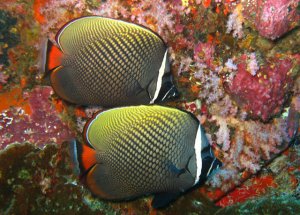 Diving Hin Daeng Thailand, thailand best dive sites