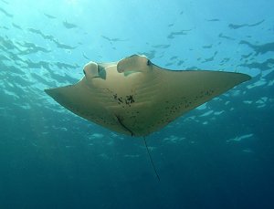 Diving Hin Muang Thailand, Manta Rays