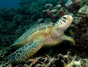 Diving Koh Talu, Thailand, turtles