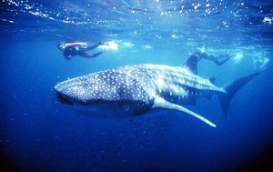 Dive western rocky, dive site with tunnels, caves, whale sharks