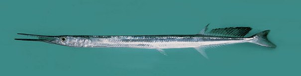 Alligator Gar Fish