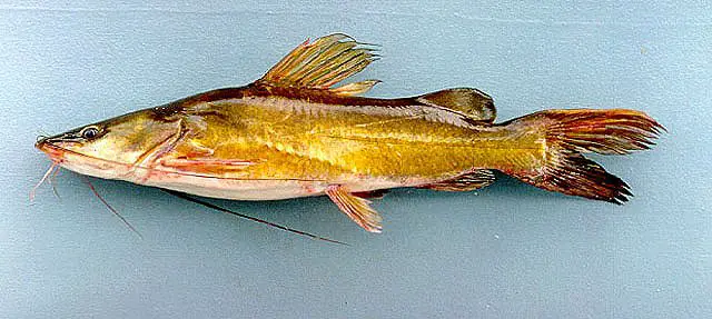 Asian Redtail Catfish