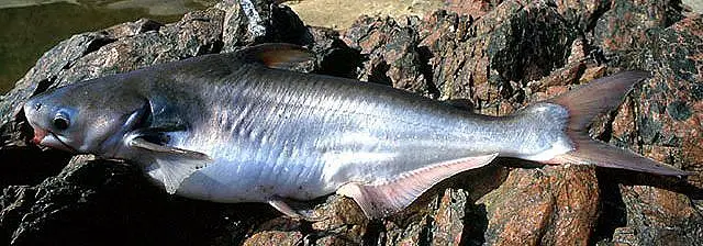 Asian River Catfish