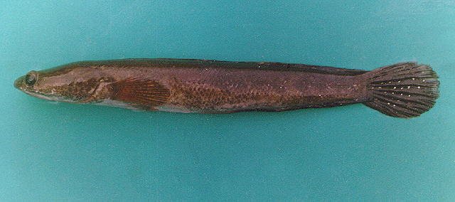 Big Toman (Giant Snakehead)