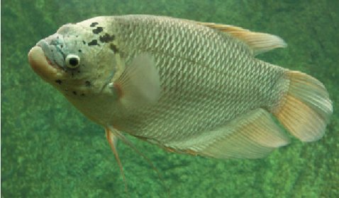 Giant Gourami