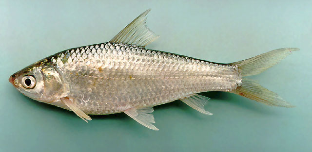 Giant Siamese Carp