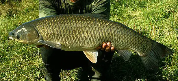 Grass Carp