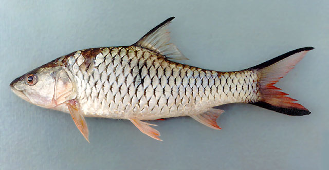 Hampala Barb