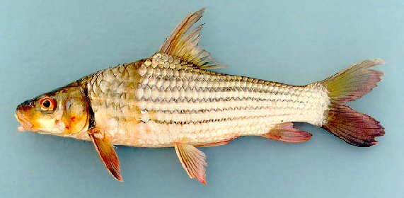 Jullien's Golden Carp
