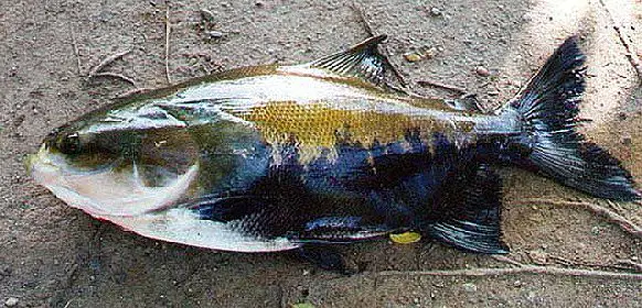 Pacu