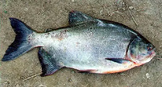 Red Bellied Pacu