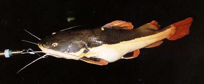 Red Tail Catfish