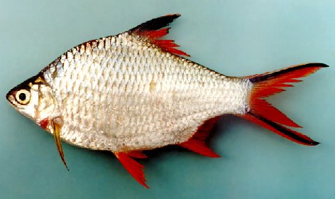 Schwanenfeld's Barb (Tinfoil Barb)