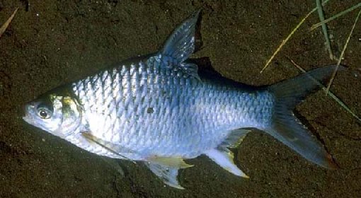 Silver Barb