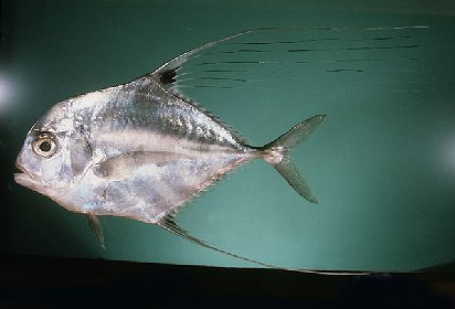 African Pompano