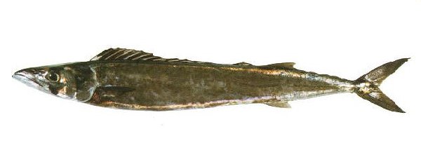 Barracouta (Snoek)