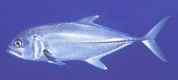 Big Eye Trevally