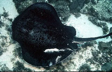 Black Blotched Stingray